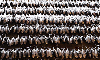 Sustainable fishing | Ipsos | World Economic Forum | Global Advisor