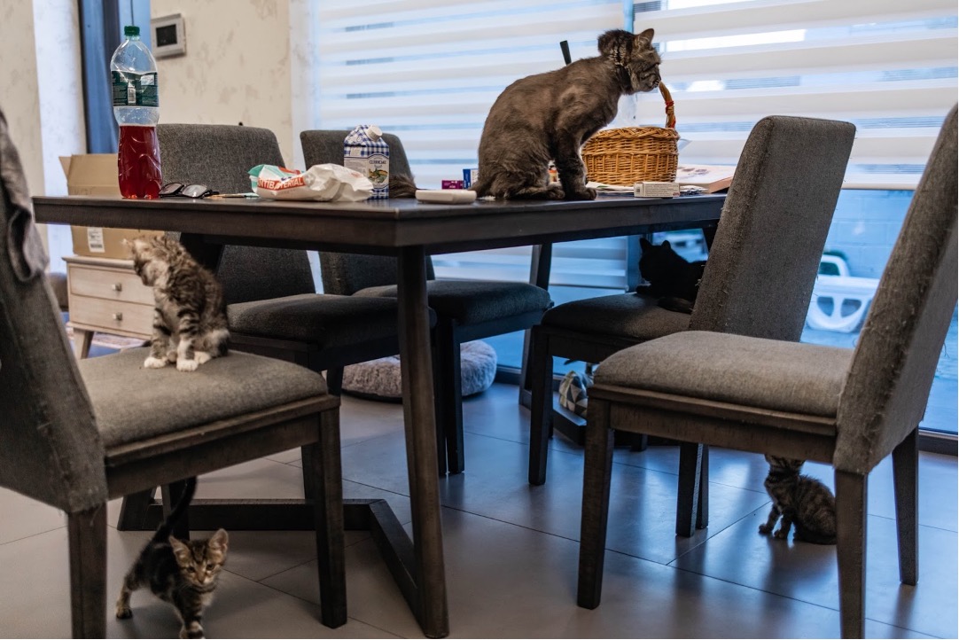 Kittens nestled in Anna’s dining room, Mykolaiv, Ukraine.