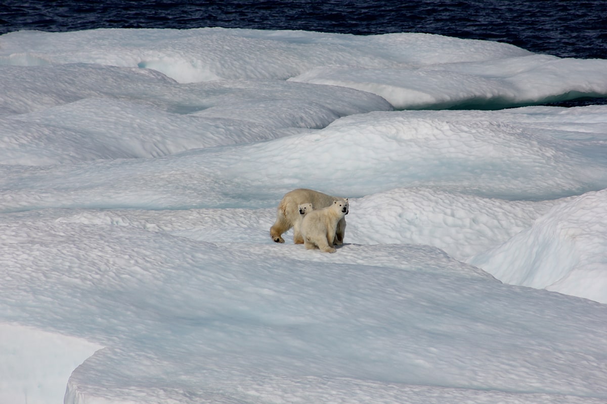 climate change | bears on floe | global temperature | environment | Ipsos