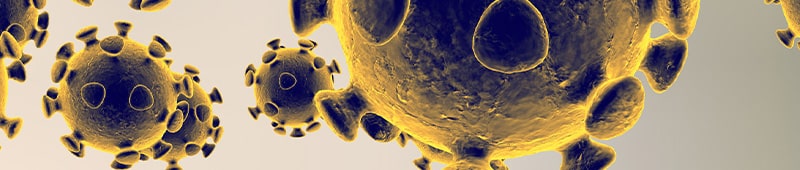 Corona virus
