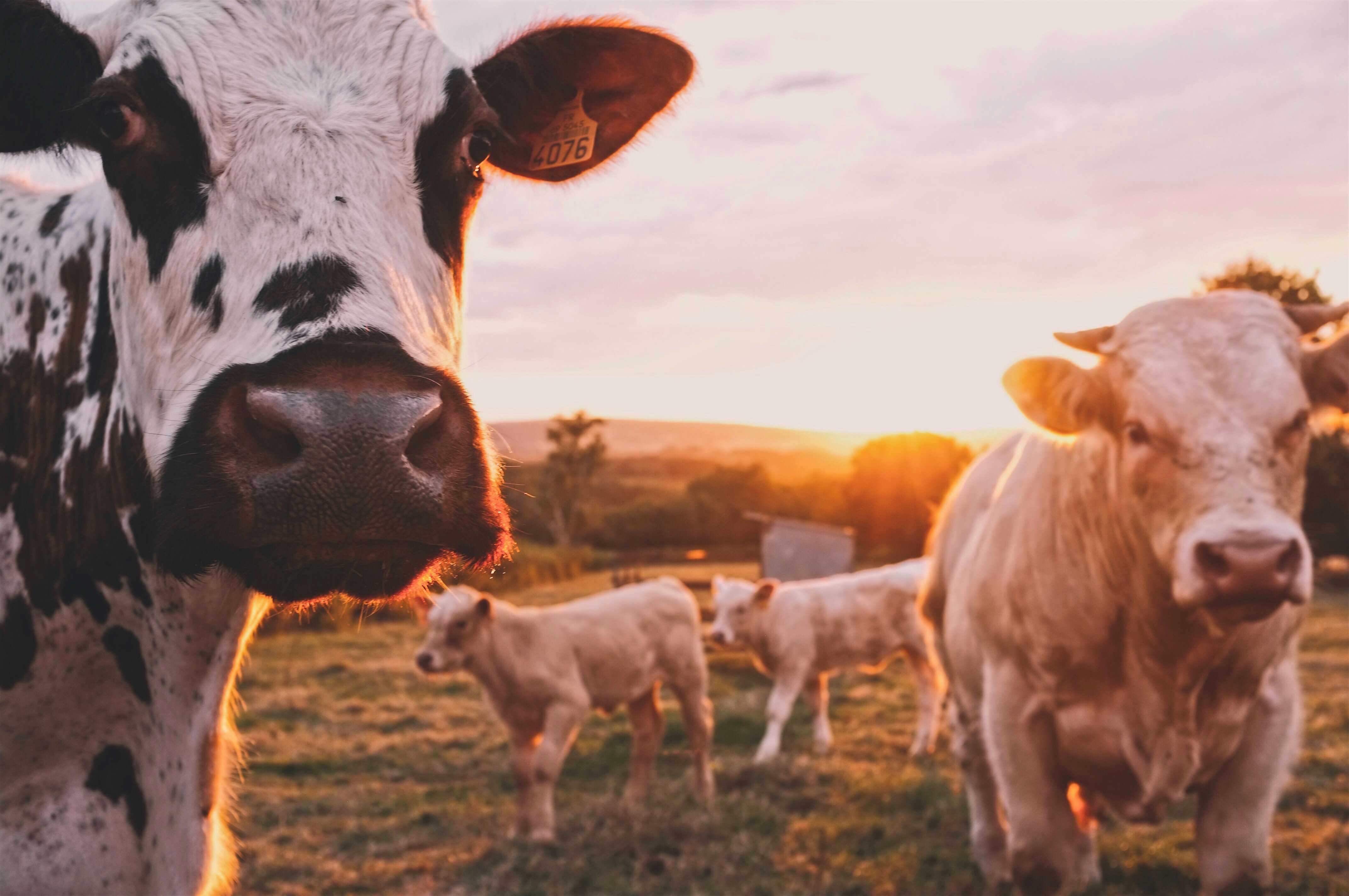 Cow