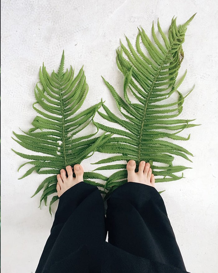 two fern leaves stepped by a person | Ipsos | Global Advisor | Fashion & Ethic