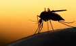Ipsos Global @dvisor – Zika Virus