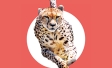 Cheetahs, Chickens and Goldfish