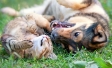 Animaux de compagnie