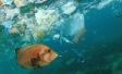 Mikroplastik