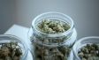 Cannabis