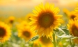 Global Happiness Study | Ipsos