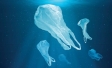 osservatorio il furo del packaging
