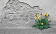 Mauerfall