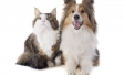 Dog and Cat