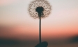 Dandelion against sunset background