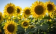 Happiness is receding across the world | Ipsos