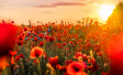 field of poppies
