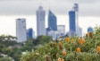 Honeyeater Banksia and Perth City Skyscrapers