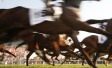 More than one in two support ban on whipping racehorses