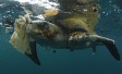 Plastic pollution treaty
