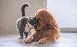 4 ottobre, Giornata Mondiale degli Animali 2023