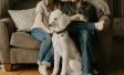 Ipsos | Santevet | L'amour des Français pour leurs animaux de compagnie