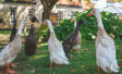 Huisdierenpeiling