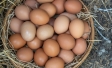 Ipsos - Fundación Veg: Estudio de opinión pública sobre consumo de huevos