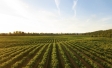Ipsos bva | Agriculture | NTT Data