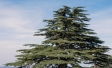 The Cedar’s Turn: Lebanon’s Emerging Momentum in 2025