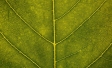 ‘Natural’ food: What Does it Mean to Consumers?