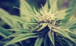 Cannabis plant