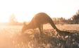 Environmentálne obavy Austrálčanov v roku 2020 