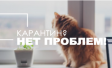 Карантин? Нет проблем! Качественные инсайты на расстоянии