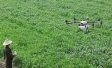 Commercial Drone Adoption in Agribusiness