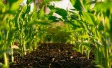 Food Insecurity