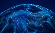 Ipsos Global Trends 2024 _ Understanding Asia
