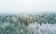 Picture of trees covered in snow