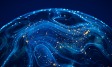  [Webinar] KEYS - Ipsos Global Trends 2024