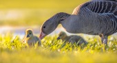 Ipsos | Data dive | Mother's day 