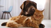 Кошки и собаки — члены семьи, друзья или компаньоны