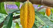 Ipsos & Mondelēz: A Success Story - Measuring the impact of cocoa sustainability investments