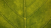 ‘Natural’ food: What Does it Mean to Consumers?