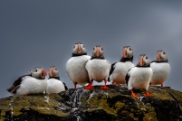 Castle, grounds and visitors