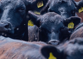 Ipsos | Almanac | Netherlands