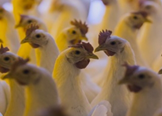 Ipsos | almanac | Switzerland