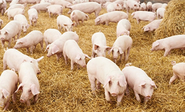 Pigs - meat market in Vietnam