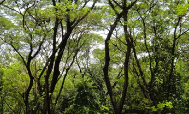 Building a new library in Flores Island, Indonesia.
