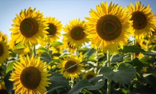 Happiness is receding across the world | Ipsos