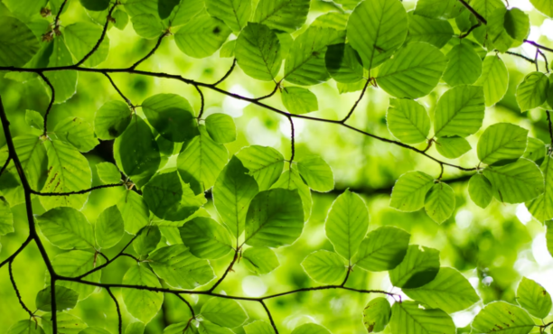 Levegőminőség javítása