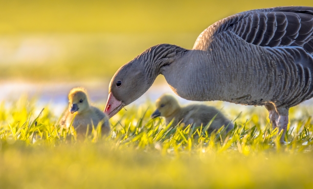 Ipsos | Data dive | Mother's day 