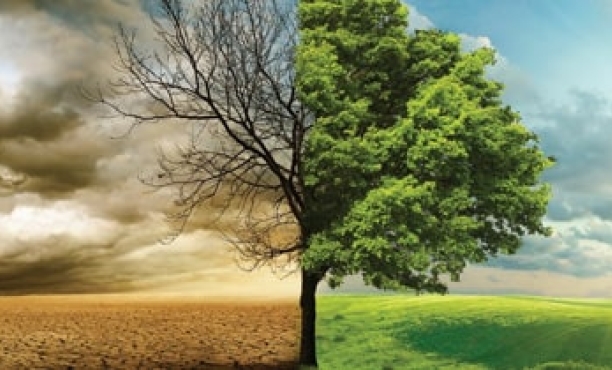 epidemia a ekologia Ipsos