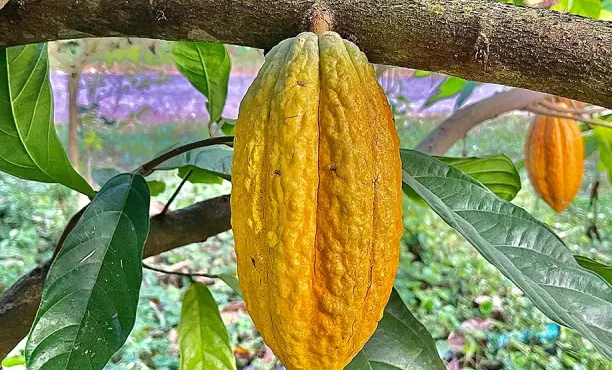 Ipsos & Mondelēz: Eine Erfolgsgeschichte – Messung der Auswirkungen nachhaltiger Kakaoinvestitionen